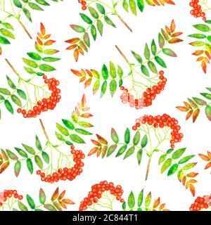 Rowan (Bergasche, Quicken Tree) Zweig mit grünen Blättern und roten Beeren, handbemalte Aquarell-Illustration nahtlose Muster-Design auf weiß Stockfoto