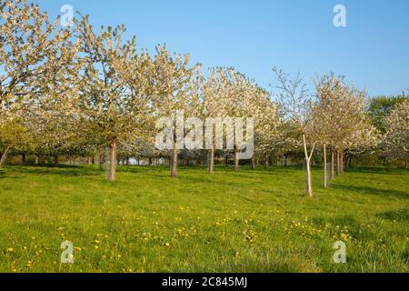 Kirschblüten, Lanstrop, Dortmund, Ruhrgebiet, Nordrhein-Westfalen, Deutschland, Europa Stockfoto