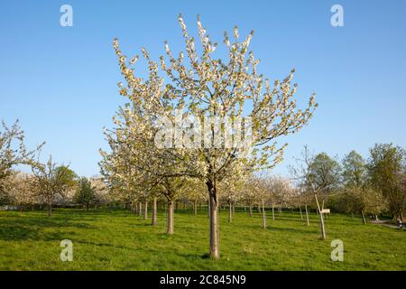 Kirschblüten, Lanstrop, Dortmund, Ruhrgebiet, Nordrhein-Westfalen, Deutschland, Europa Stockfoto