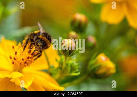 Nahaufnahme einer Hummel auf einer orangefarbenen Blume Stockfoto