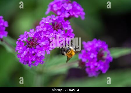 Nahaufnahme eines weißen Schmetterlings auf einer violetten Blume Stockfoto