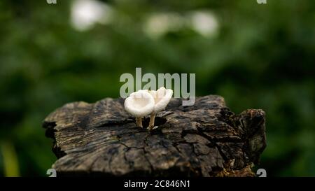 Holzstamm auf dem Hintergrund Stockfoto