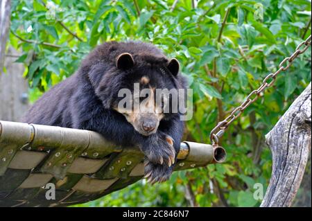 Brillenbär Stockfoto
