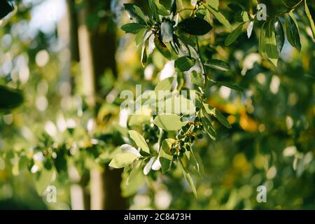 Äste, Blätter und Beeren Lorbeerblatt auf dem Baum. Stockfoto