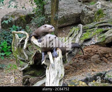 Riesige Flussotter Stockfoto