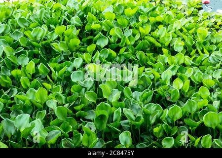 Grüne Blätter in der Morgensonne Stockfoto