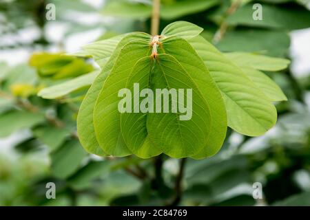 Grüne Blätter in der Morgensonne Stockfoto