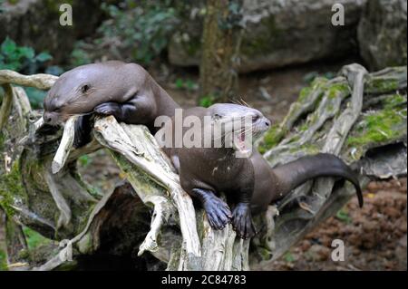 Riesige Flussotter Stockfoto