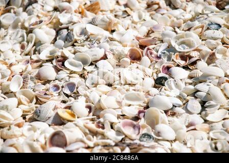 Shallow Focus Aufnahme von vielen Muscheln in verschiedenen Farben und Größen Stockfoto