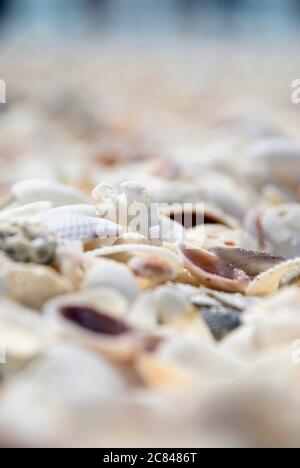 Shallow Focus Aufnahme von vielen Muscheln in verschiedenen Farben und Größen Stockfoto