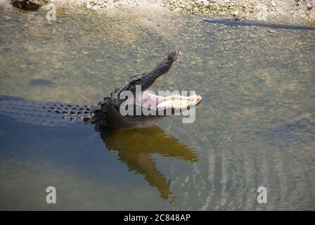 Nahaufnahme des Süßwasser-Krokodils im Wasser Stockfoto