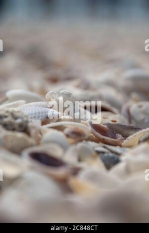 Shallow Focus Aufnahme von vielen Muscheln in verschiedenen Farben und Größen Stockfoto