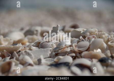 Shallow Focus Aufnahme von vielen Muscheln in verschiedenen Farben und Größen Stockfoto