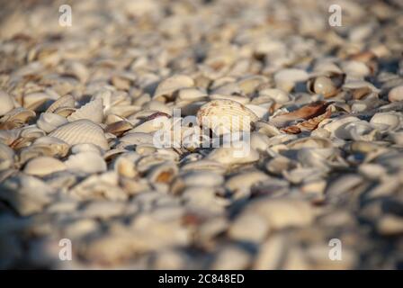 Shallow Focus Aufnahme von vielen Muscheln in verschiedenen Formen Stockfoto