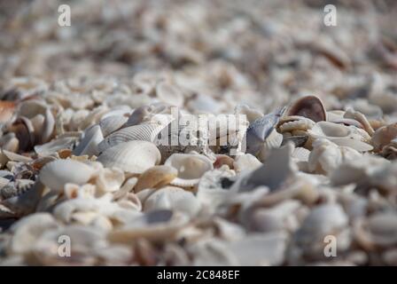 Shallow Focus Aufnahme von vielen Muscheln in verschiedenen Farben und Größen Stockfoto