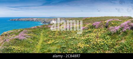 Ein Panoramablick auf den Nierendrüttling Anthylis velneraria und den Seethrift Armeria maritima wachsenden Küstenpfad bei Bedrutan Steps in Carnewas in Cornwall. Stockfoto