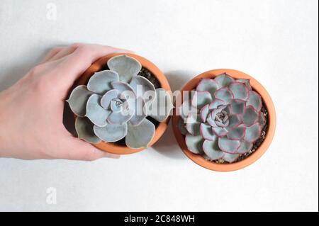 Hand gepflückt saftigen Pflanzen in Tontöpfen auf hellem Hintergrund.Konzept der Indoor-Hausgarten. Stockfoto