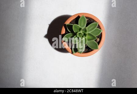 Saftige grüne Pflanze auf Beton Hintergrund. Pflanzen Sie Heimtextilien mit natürlichem Licht, flach liegend. Stockfoto