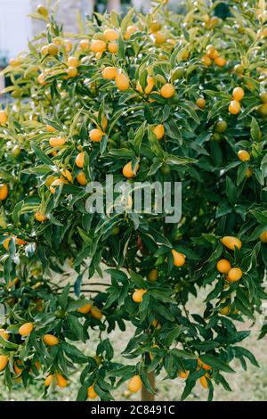 Kumquat oder Fortunella Baum mit reifen Orangenfrüchten auf Ästen im Garten. Stockfoto