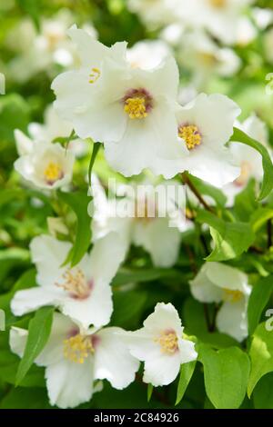 Philadelphus Belle Etoile - Mock Orange - blüht im britischen Garten im Juni Stockfoto