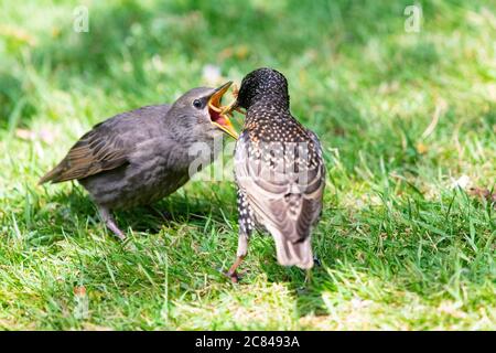 Starling - Sturnus Vulgaris - Elternteil, der junge mit Mehlwürmern im britischen Garten füttert Stockfoto