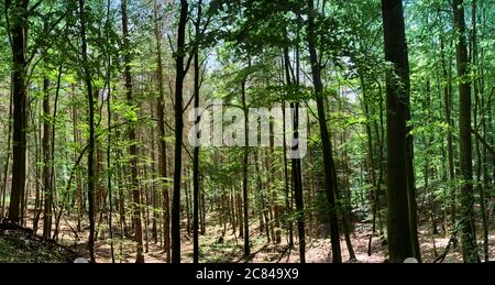 Composite-Panorama eines dichten Laubwaldes mit jungen Bäumen in der Sonne Stockfoto