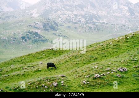 Die schwarze Kuh grast in den felsigen Bergen, frisst Gras auf hügeligen Wiesen. Stockfoto