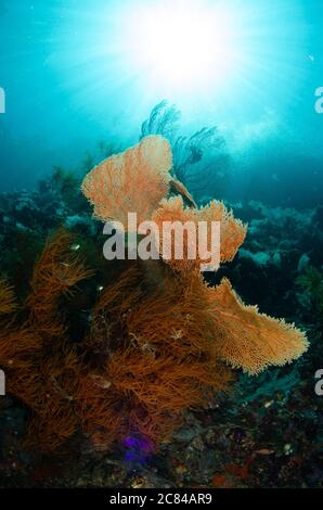 Vertikale Aufnahme der schönen Unterwasserlandschaft in der Nähe einer bunten Koralle Reef - perfekt für Tapeten Stockfoto