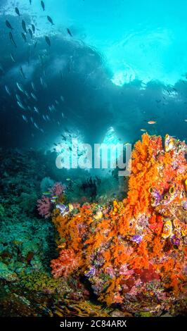 Vertikale Aufnahme der schönen Unterwasserlandschaft in der Nähe einer bunten Koralle Reef - perfekt für Tapeten Stockfoto