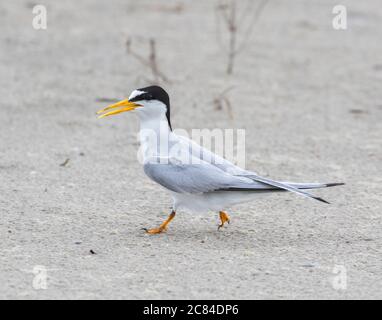 Das Männchen der am wenigsten Seeschwalbe, die am Sandstrand, Galveston, Texas, läuft Stockfoto