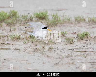 Das Weibchen der kleinsten Seeschwalbe über ihr Nest mit Eiern, Galveston, Texas Stockfoto