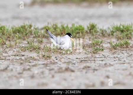 Das Weibchen der kleinsten Seeschwalbe über ihr Nest mit Eiern, Galveston, Texas Stockfoto