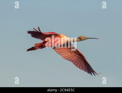 Der Rotlippensalulon fliegt am blauen Himmel mit ausgebreiteten Flügeln, Texas Stockfoto