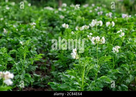 Blühende Kartoffeln. Weiß blühende Kartoffelblume auf einem Bauernhof, Feld. Konzept des ökologischen Landbaus. Nahaufnahme. Stockfoto