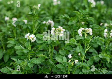 Junge blühende Kartoffelsträucher auf dem Bauernhof, junge Kartoffeln, blühende, Kartoffelreife. Konzept des ökologischen Landbaus. Nahaufnahme. Stockfoto