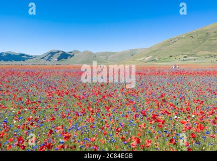 Castelluccio di Norcia, 2020 (Umbrien, Italien) - die berühmte Landschaft blüht mit vielen Farben, im Hochland der Sibillini Berge, Mittelitalien. Stockfoto