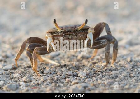 Weibliche Brackwasserfiddler Krabbe (Uca minax) in Galveston, Texas Stockfoto