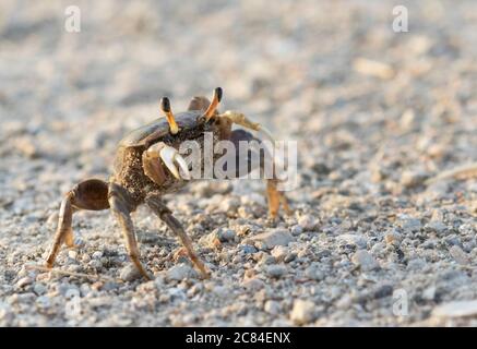 Weibliche Brackwasserfiddler Krabbe (Uca minax) in Galveston, Texas Stockfoto