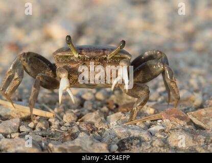 Weibliche Brackwasserfiddler Krabbe (Uca minax) in Galveston, Texas Stockfoto