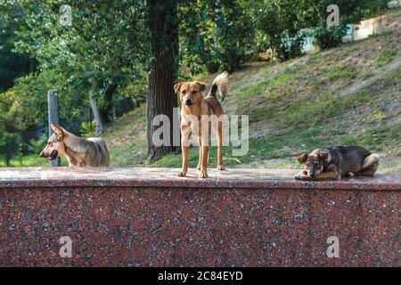 Freundliche, verlassene, obdachlose Straßenhunde, die friedlich auf einem Marmorfelsen im Stadtpark lagen und dort wohnten Stockfoto