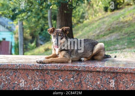 Freundlich verlassenen Obdachlosen Straße Hund friedlich auf einem Marmorstein im Stadtpark Stockfoto