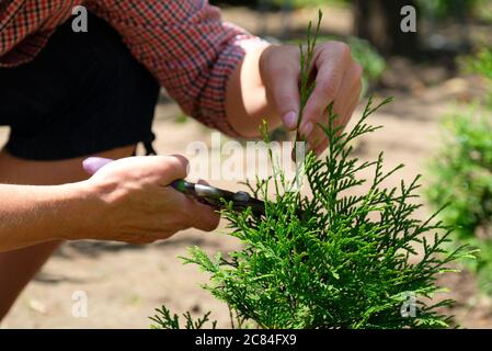 Gärtner beschneiden Thuja Baum mit Gartenschere, Nahaufnahme. Stockfoto