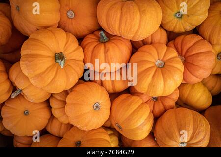 Kürbisse zum Verkauf auf dem Markt Stockfoto