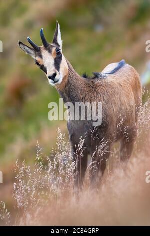 Tatra Gämsen stehen auf steilen Hügel in der Sommernatur. Stockfoto