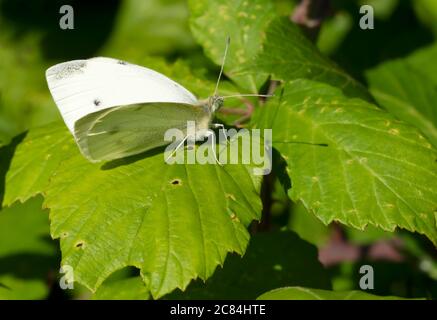 Ein kleiner weißer Schmetterling (Pieris rapae), Warwickshire Stockfoto