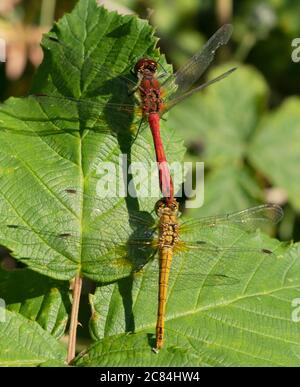 Eine männliche & weibliche Ruddy Darter Libelle (Sympetrum sanguineum) im Tandem, Oxfordshire Stockfoto