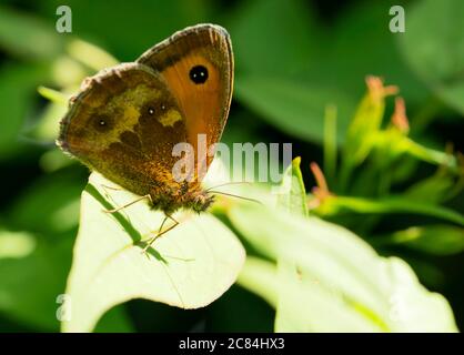 Ein Torwartschmetterling (Pyronia tithonus), Warwickshire Stockfoto