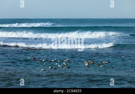 GEMEINER EIDER (Somateria mollissima), Reykjanes Küste, Island, Europa Stockfoto