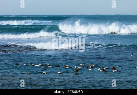 GEMEINER EIDER (Somateria mollissima), Reykjanes Küste, Island, Europa Stockfoto