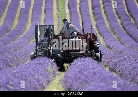 Ein Traktor macht es den Weg entlang einer Reihe von Lavendel, wie es auf der Lordington Lavendel-Farm in West Sussex geerntet wird. Stockfoto